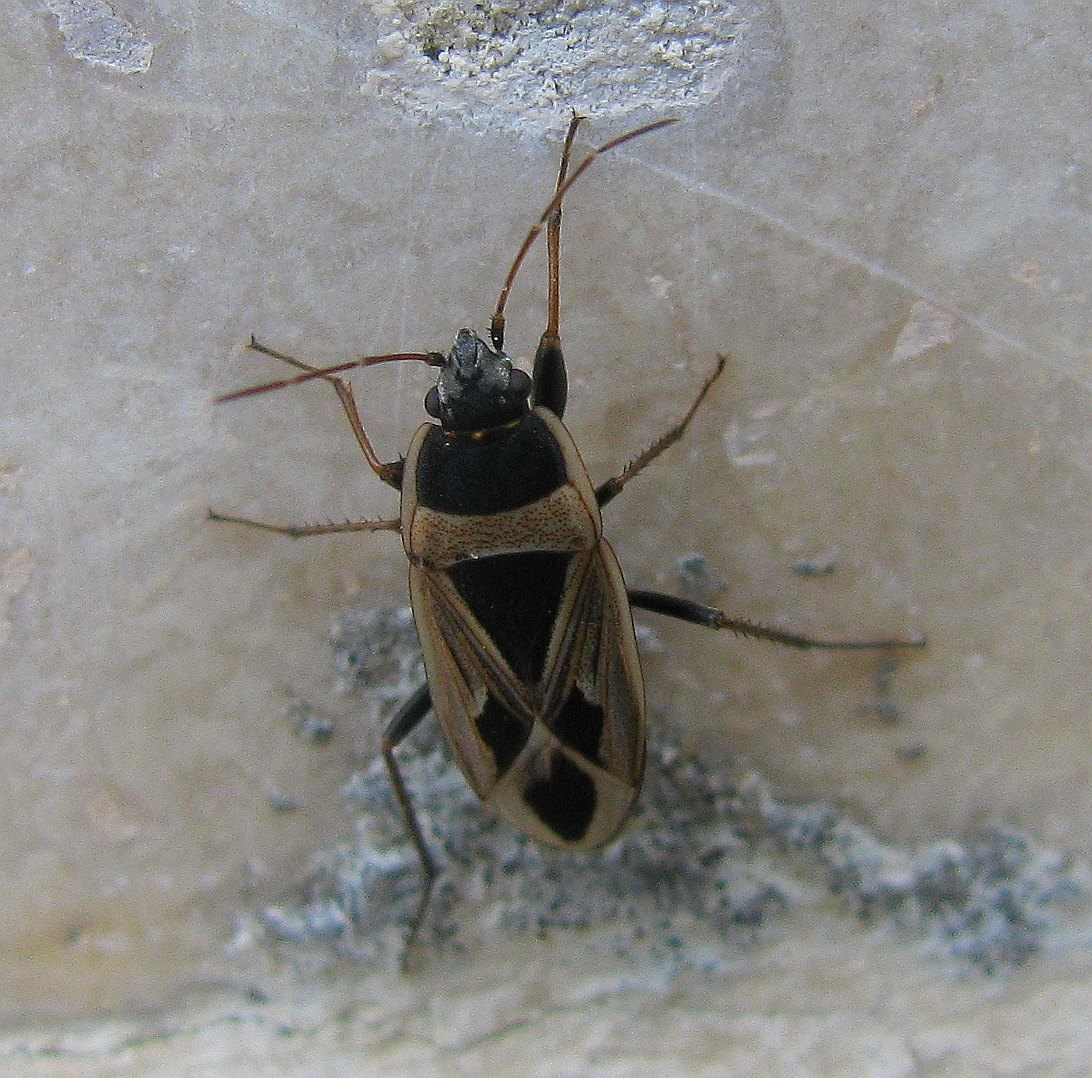 Xanthochilus quadratus ? No, X. saturnius